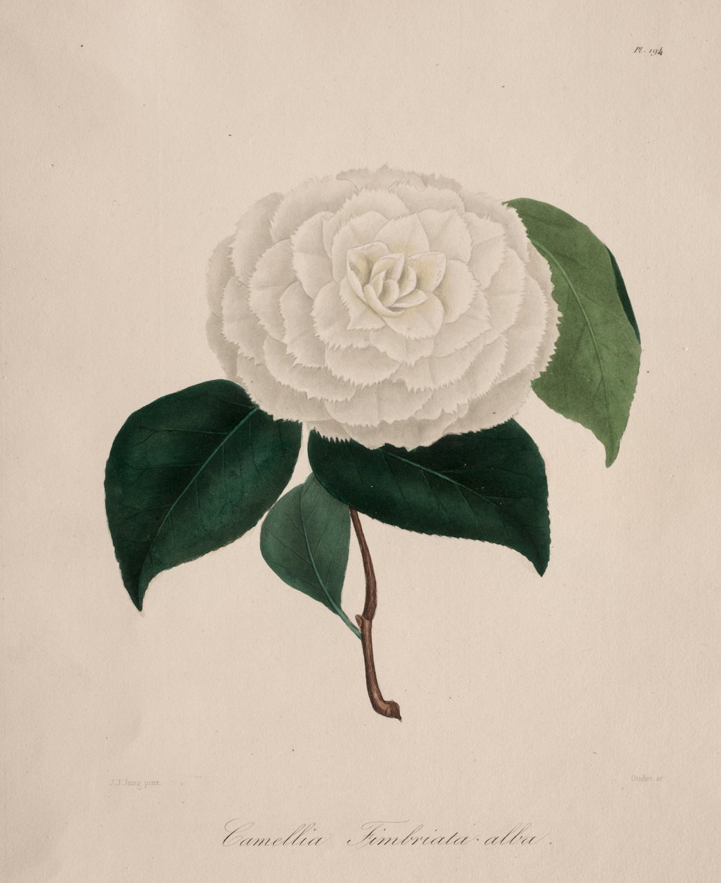 Iconografie van het geslacht camellia: Nr. 194 door Abbé Laurent Berlèse