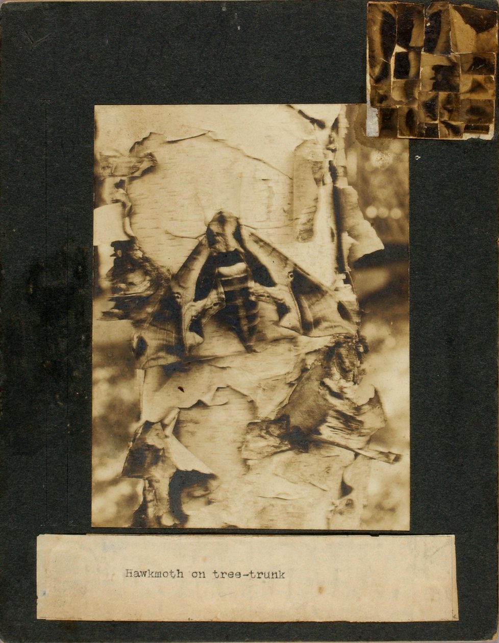 Sperwermmot op een boomstam, studiemap voor het boek *Concealing Coloration in the Animal Kingdom* door Abbott Handerson Thayer