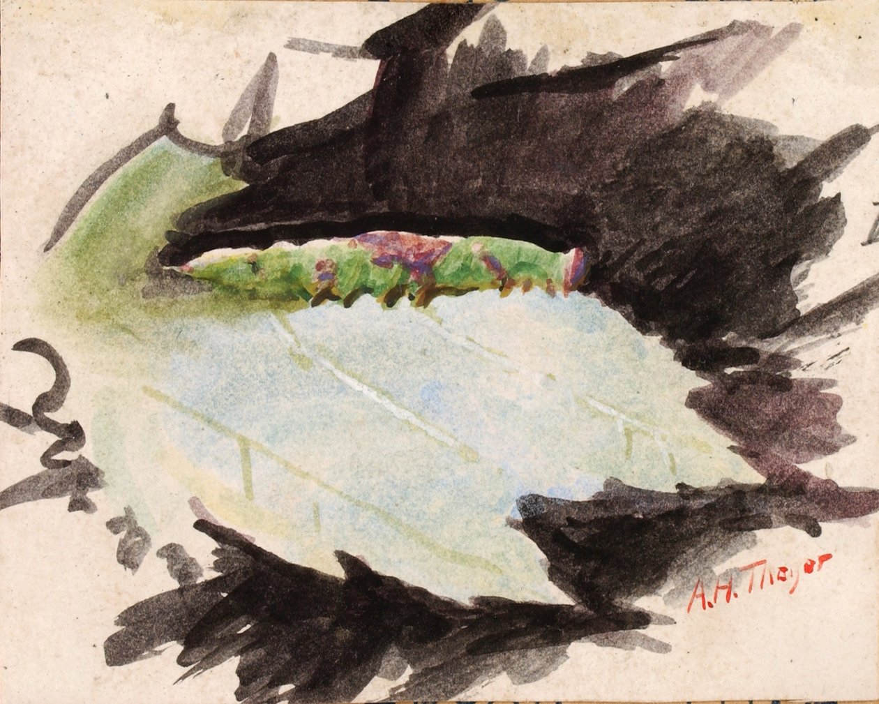 Heterocampa biundata, Walker, studie voor het boek *Concealing Coloration in the Animal Kingdom* door Abbott Handerson Thayer