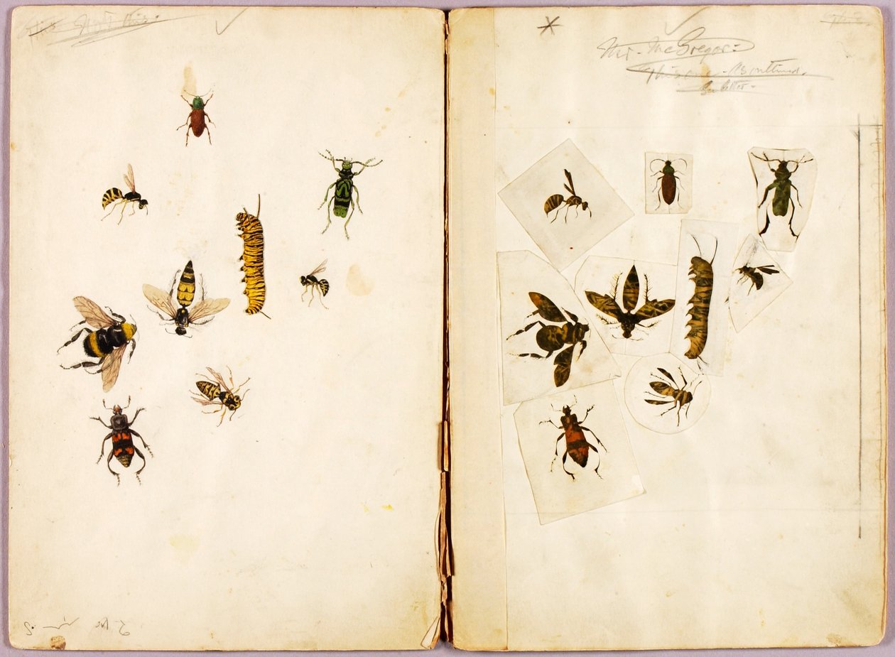 Insecten - ingekleurd, studiemap voor het boek Concealing Coloration in the Animal Kingdom door Abbott Handerson Thayer