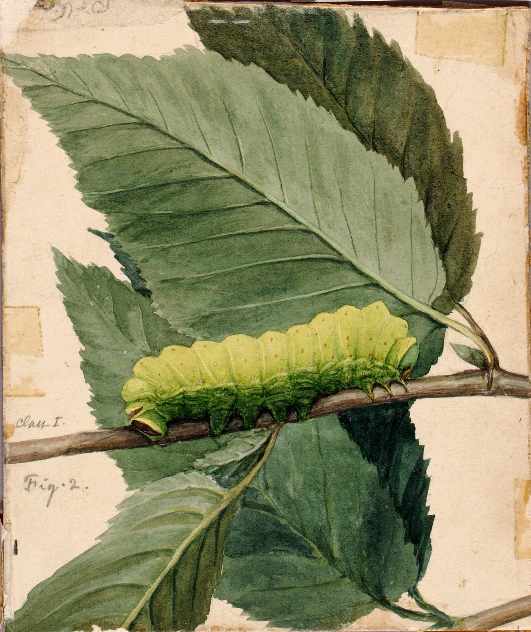 Lunar Caterpillar, schets voor het boek *Concealing Coloration in the Animal Kingdom* door Abbott Handerson Thayer