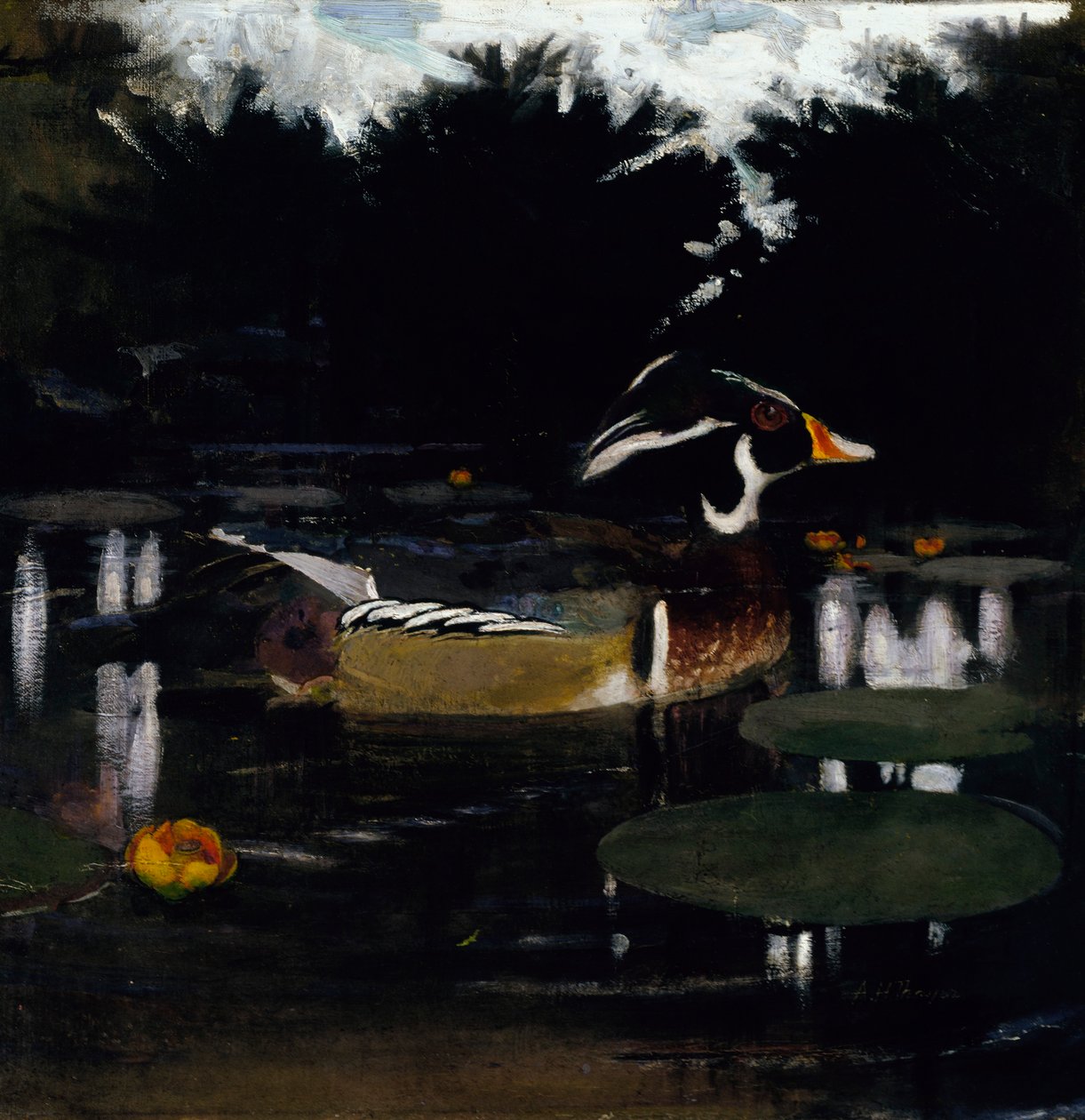 Mannetje van de Amerikaanse bos-eend in een bosvijver, schets voor het boek *Concealing Coloration in the Animal Kingdom* door Abbott Handerson Thayer
