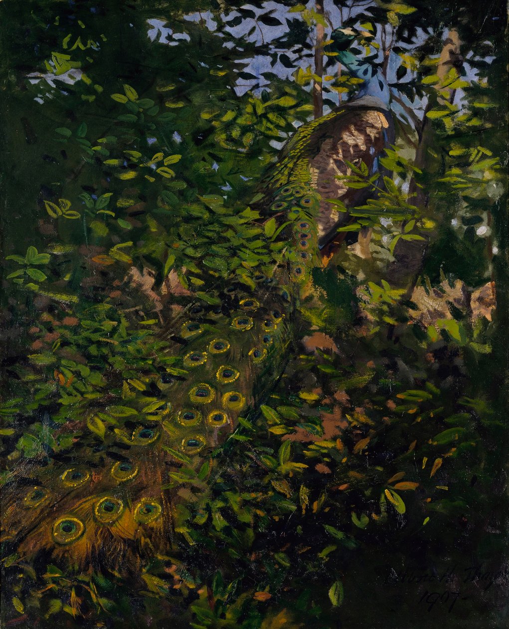 Pauw in het bos, studie voor het boek Concealing Coloration in the Animal Kingdom door Abbott Handerson Thayer