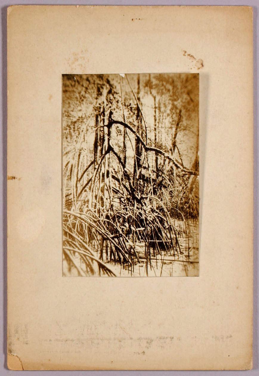 Foto van moeras, studiemap voor boek Concealing Coloration in the Animal Kingdom door Abbott Handerson Thayer