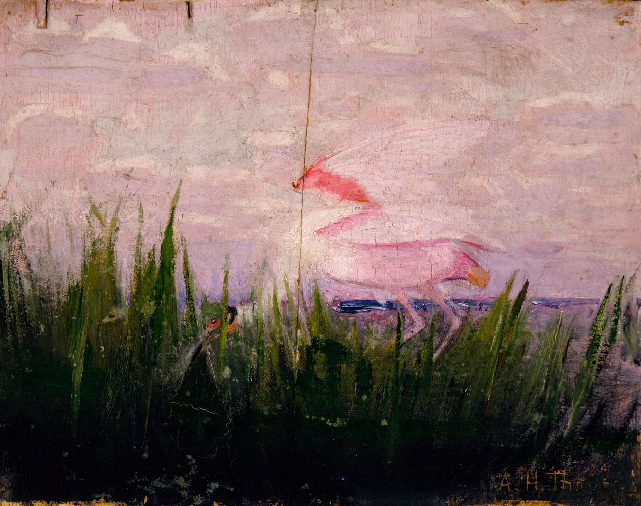 Roseate Spoonbill, studie voor boek Concealing Coloration in the Animal Kingdom door Abbott Handerson Thayer