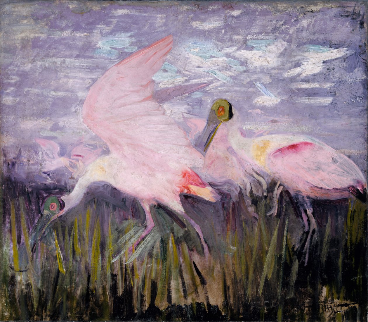 Roze lepelaars, studie voor boek Concealing Coloration in the Animal Kingdom door Abbott Handerson Thayer
