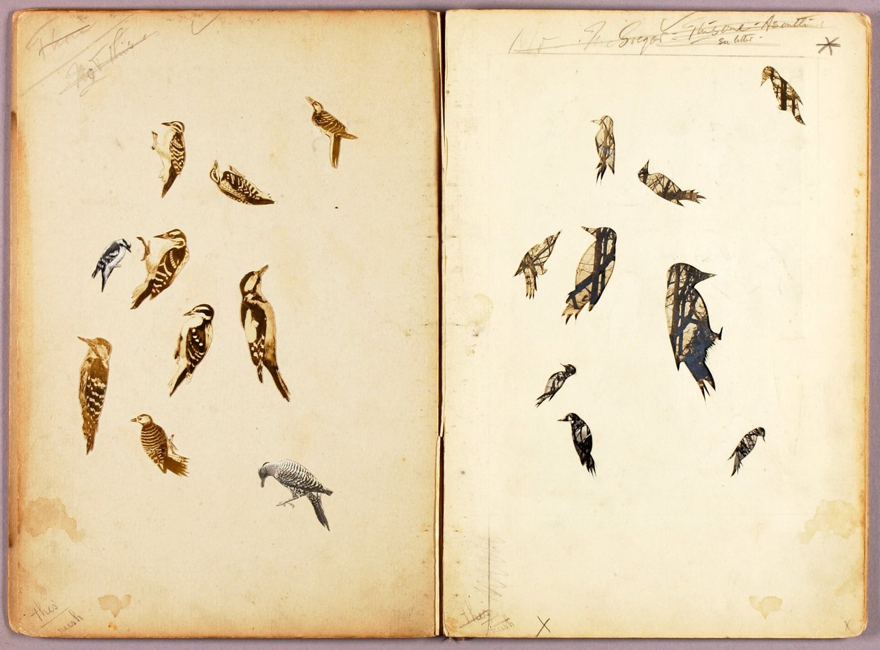 Specht, studiemap voor het boek Camouflerende kleuring in het dierenrijk door Abbott Handerson Thayer