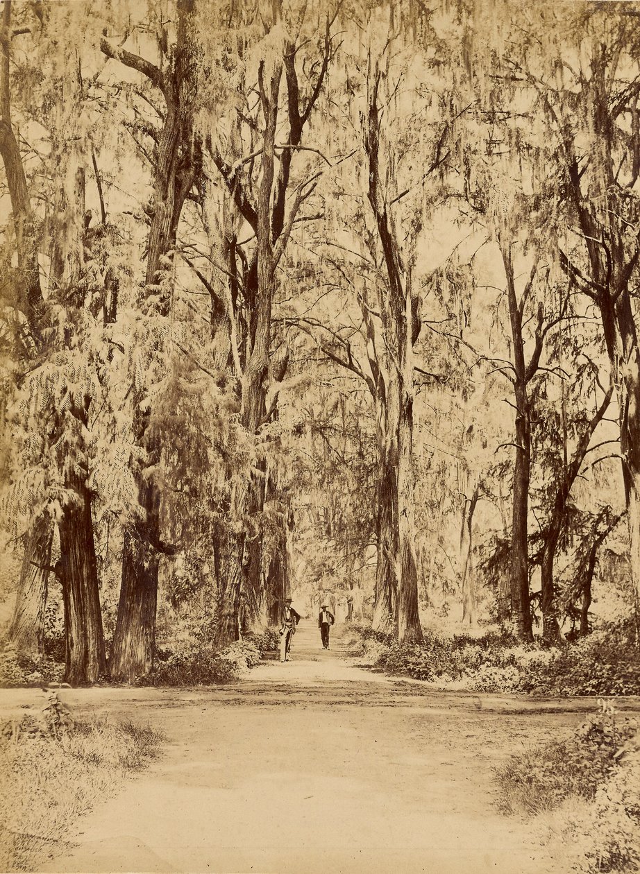Mexico. Bos van Chapultepec, Bij van Mexico door Abel Briquet