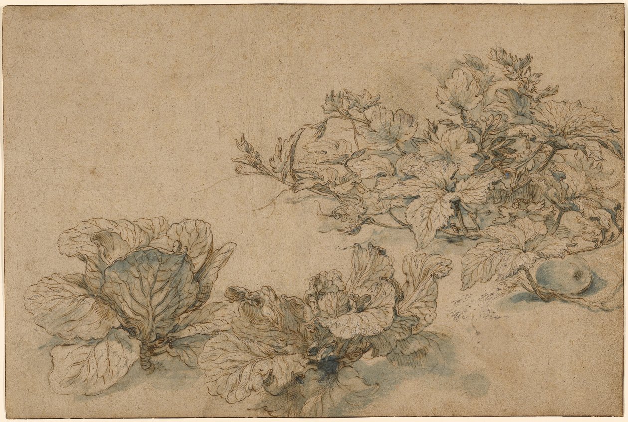 Onderzoek naar een mergplant en koolsoorten door Abraham Bloemaert