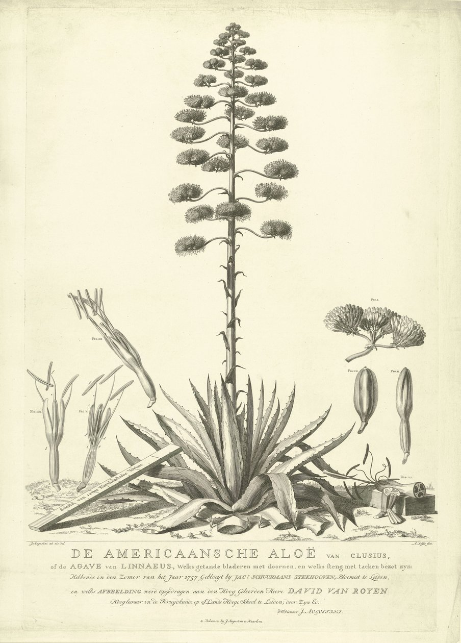 Bloeiende Amerikaanse Aloë, 1757 door Abraham Delfos
