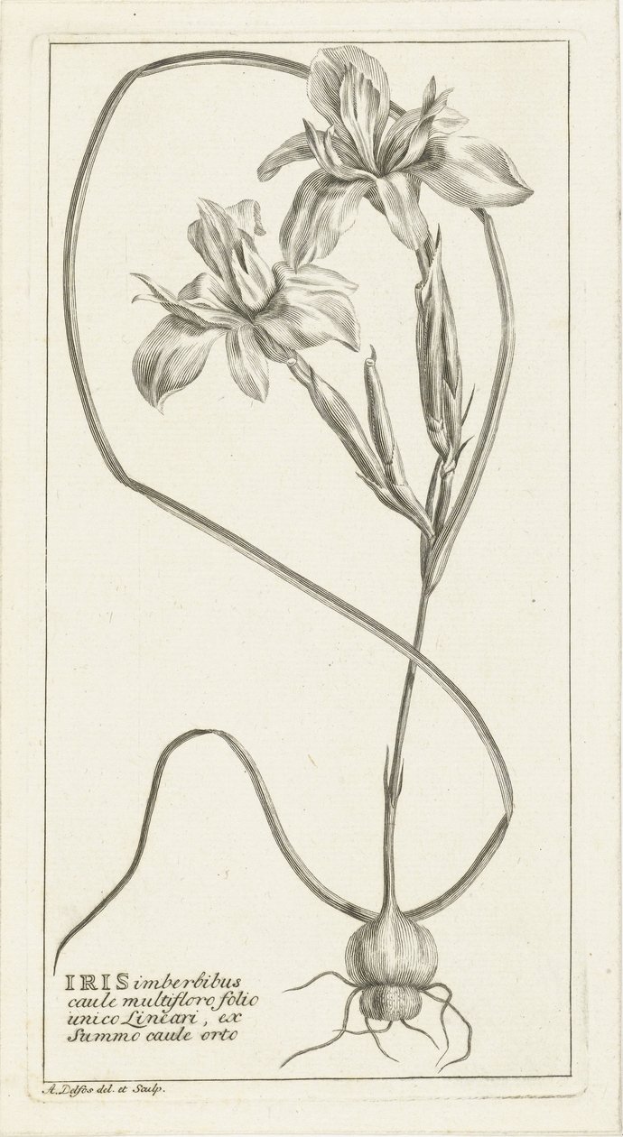 Iris door Abraham Delfos