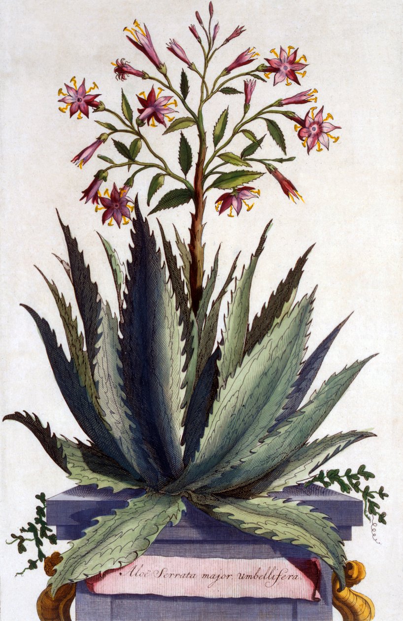 Aloe Serrata major umbellifera, uit 