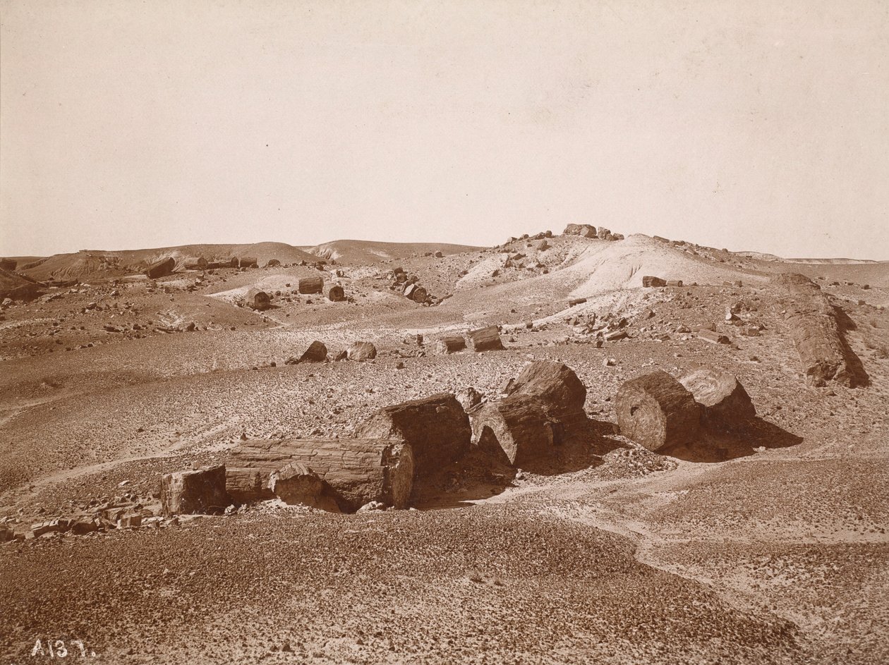 In het versteende woud (algemeen overzicht, Middle Park),c.1895-1897 (foto) door Adam Clark Vroman
