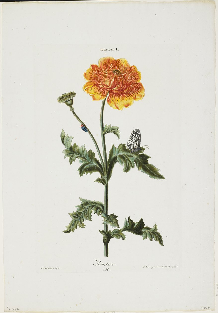 Papauer I. 106. Morpheus, uit Hortus Nitidissimis, 1773 door Adam Louis Wirsing