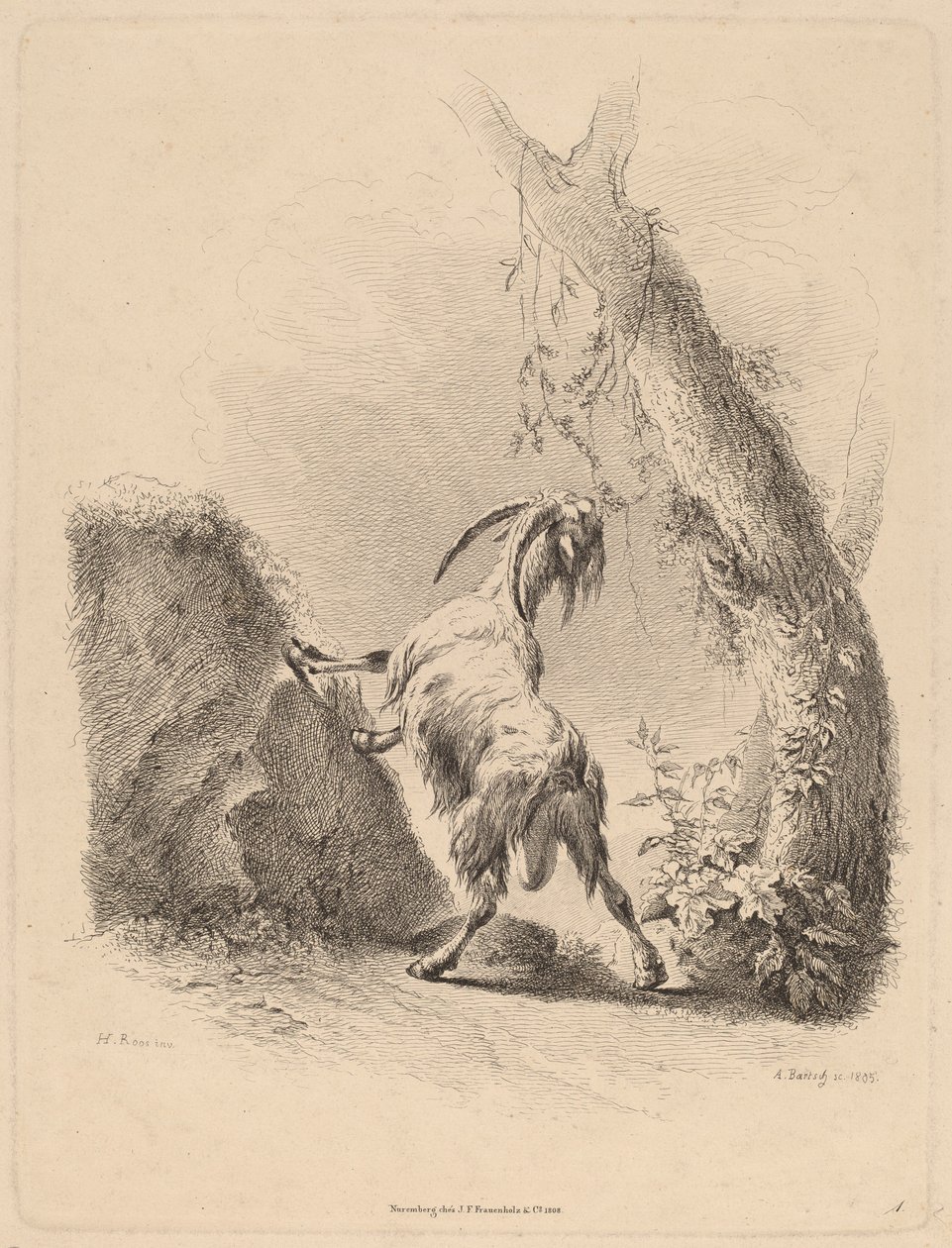 Geit in een Landschap door Adam von Bartsch