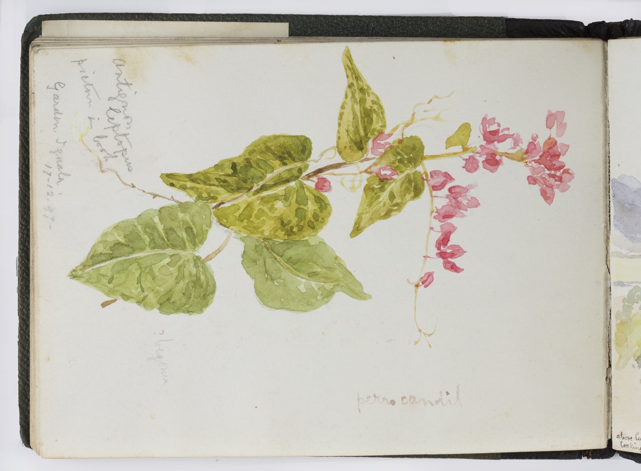 Schetsboek van aquarellen, tekeningen en notities, Mexico, 1896-1898 door Adela Breton