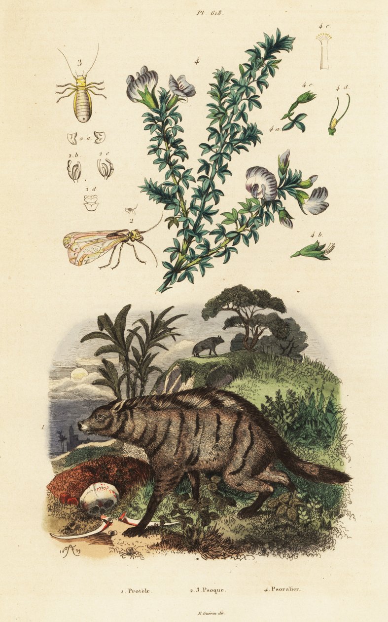 Aardwolf, Arabische erwt en luis door Adolph (after) Fries