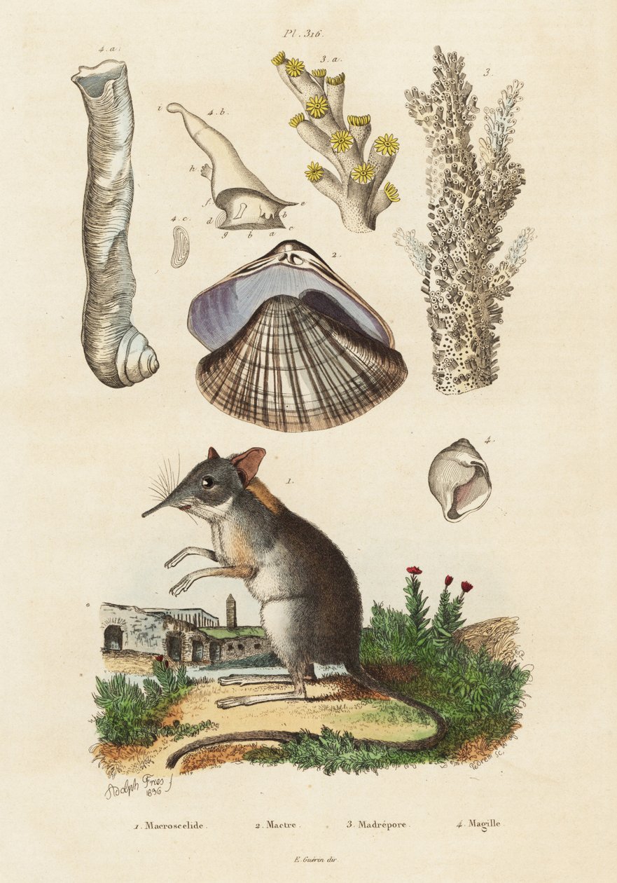Olifantspitsmuis, mossel en koralen, 1834-1839 (gravure) door Adolph (after) Fries