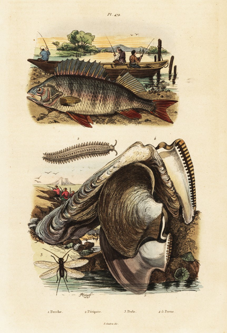 Baars, pareloester, fluweelworm en gaasvlieg (gravure) door Adolph (after) Fries