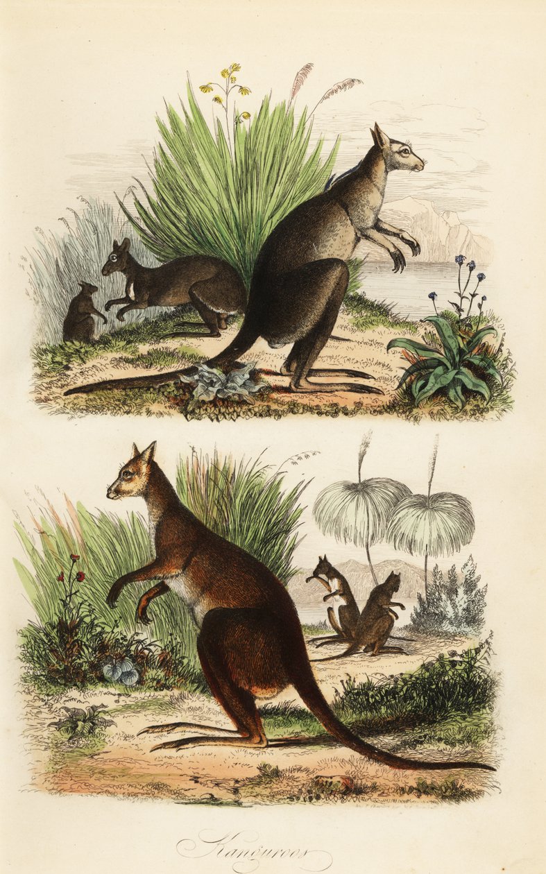 Rode kangoeroe, Macropus rufus (onder), oostelijke grijze kangoeroe, Macropus giganteus (rechtsboven), en donkere wallaby, Thylogale brunii (linksboven) door Adolph (after) Fries