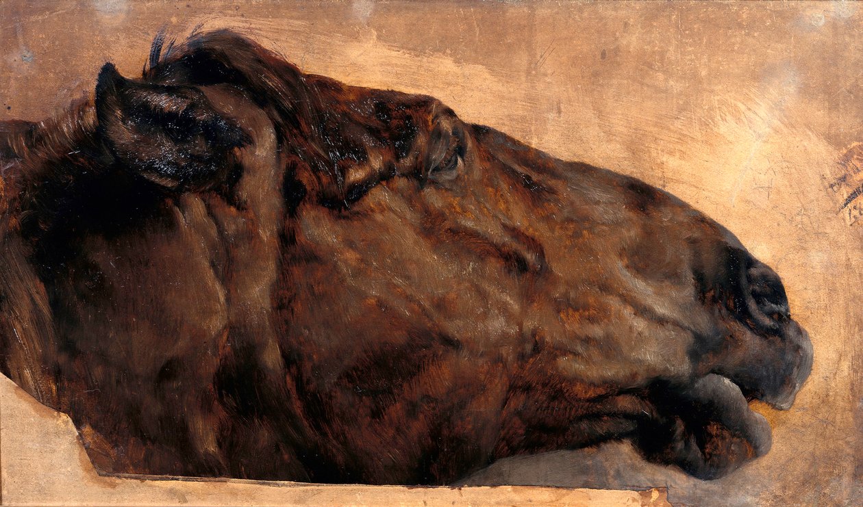Studie van een paard. Hoofd in zijaanzicht naar rechts door Adolph Menzel