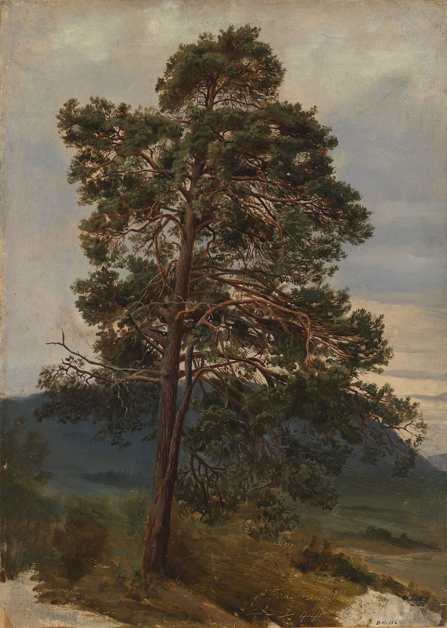 Studie van een dennenboom door Adolph Tidemand
