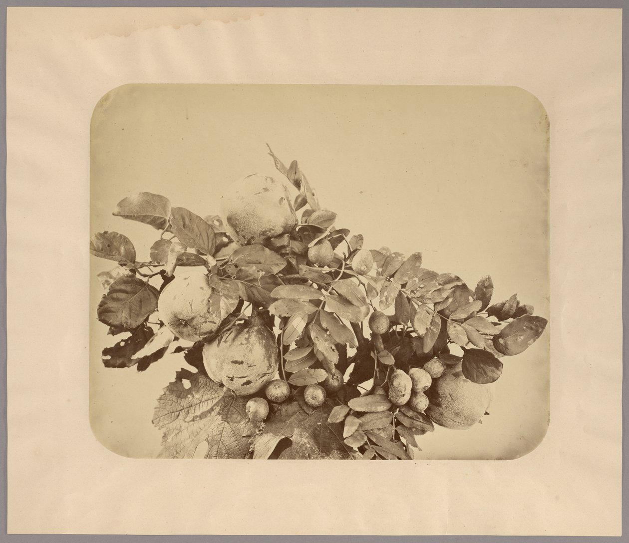 Stilleven met kweeperen en bessen door Adolphe Braun