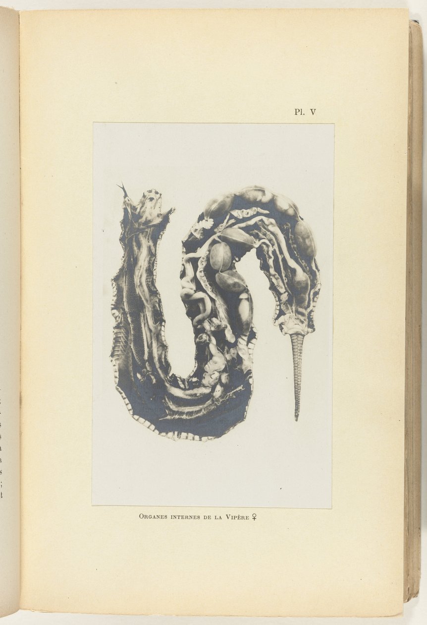 Opengesneden adder met de organen zichtbaar door Adolphe Louis Donnadieu