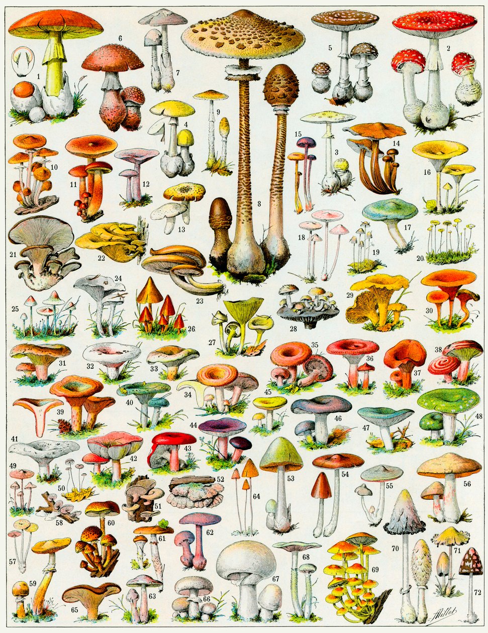 Illustratie van paddenstoelen ca. 1923 door Adolphe Philippe Millot