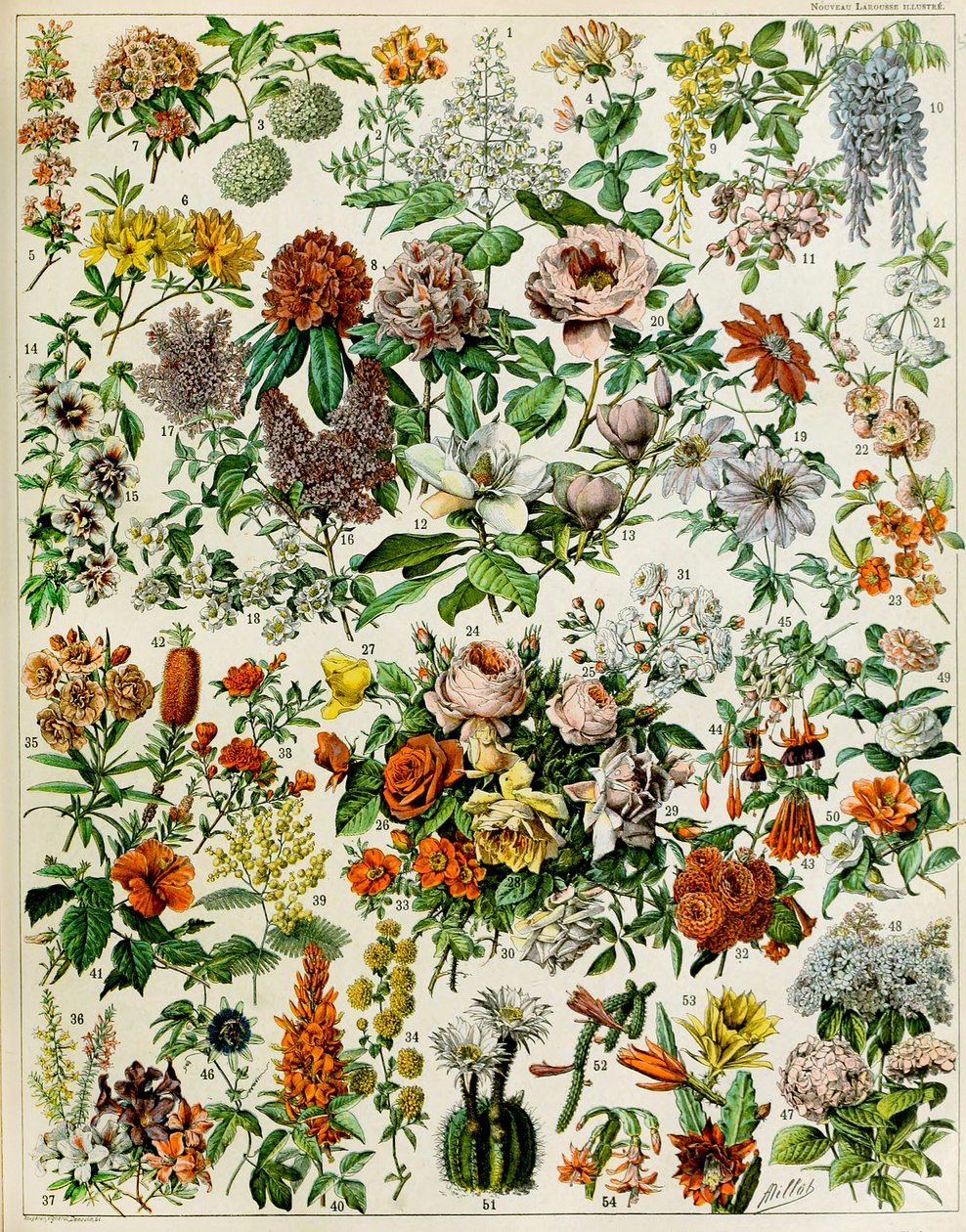 Illustratie van bloeiende planten, ca. 1923 door Adolphe Philippe Millot