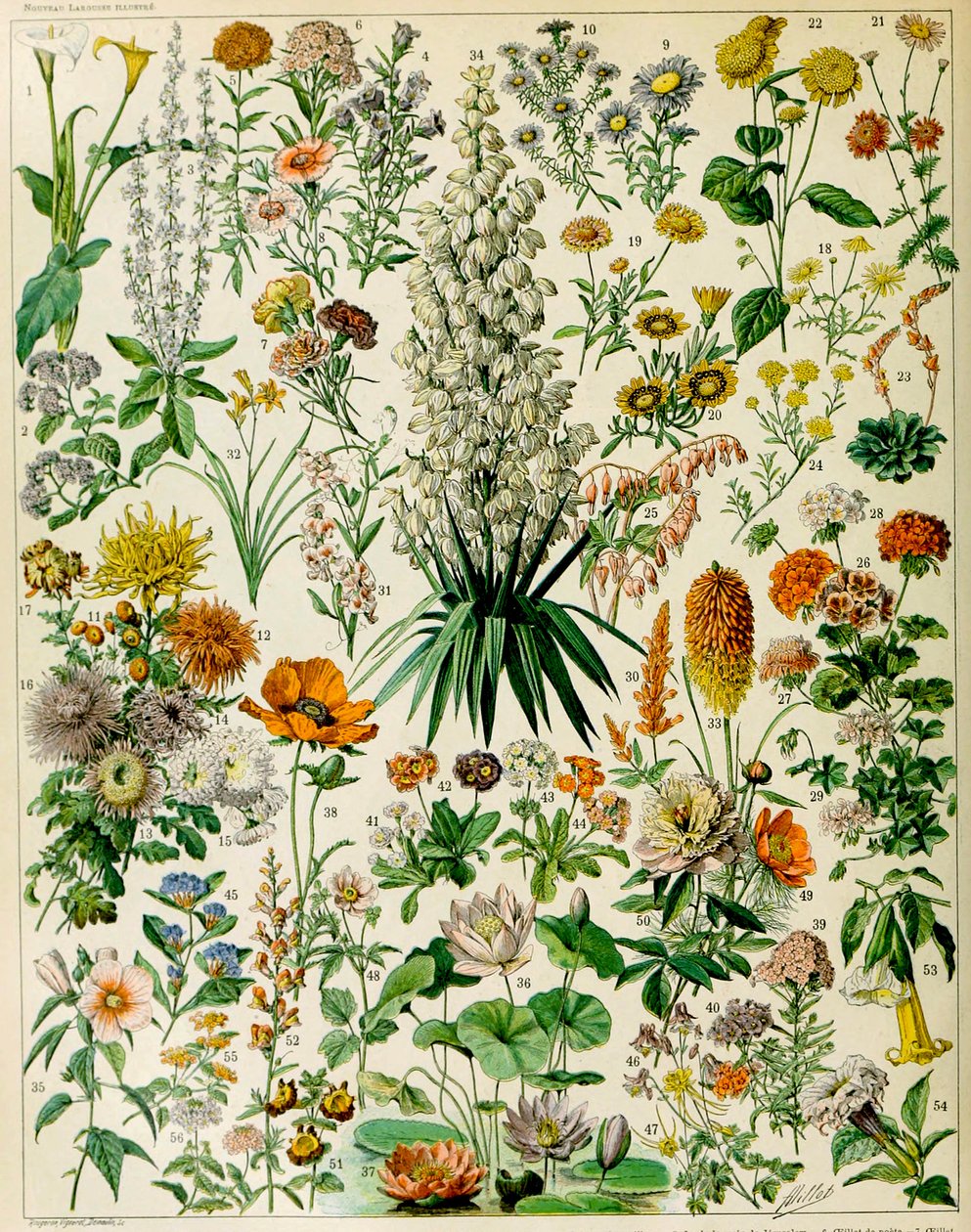 Illustratie van bloeiende planten, ca. 1923 door Adolphe Philippe Millot