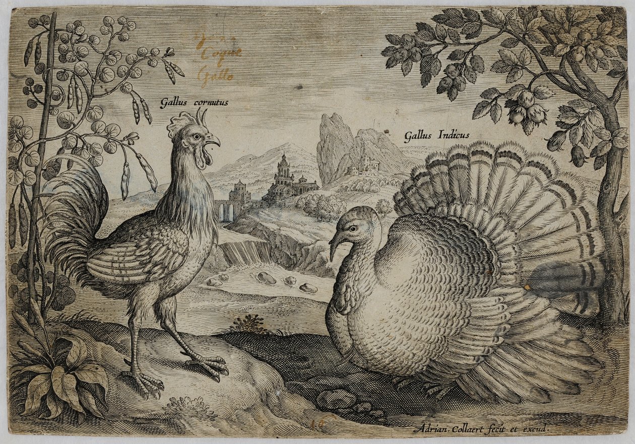 Oude Meester Gravure door Adriaen Collaert
