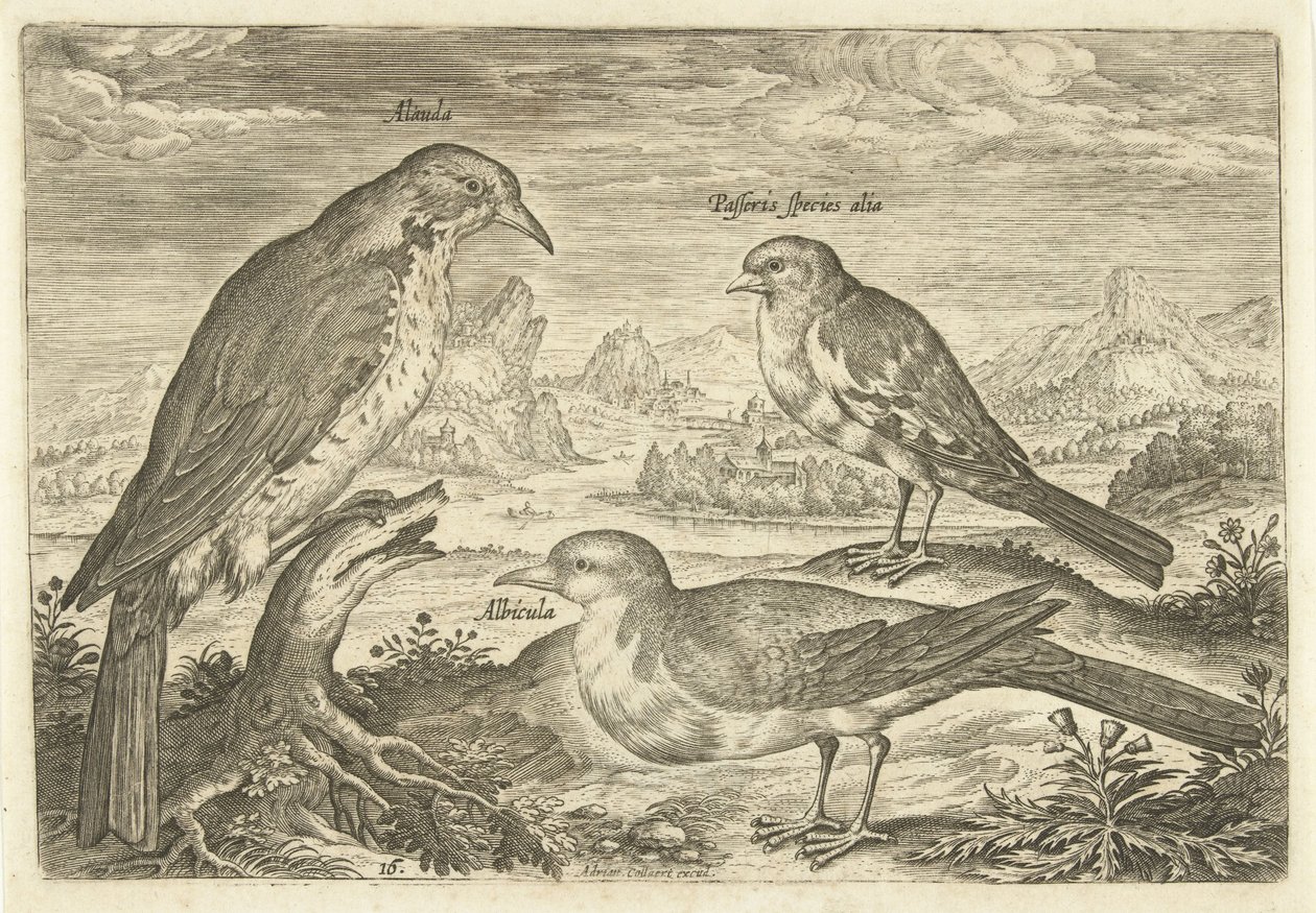 Drie vogels in een landschap door Adriaen Collaert