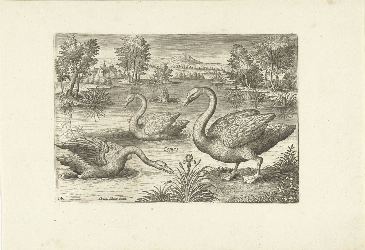 Drie zwanen in een vijver door Adriaen Collaert