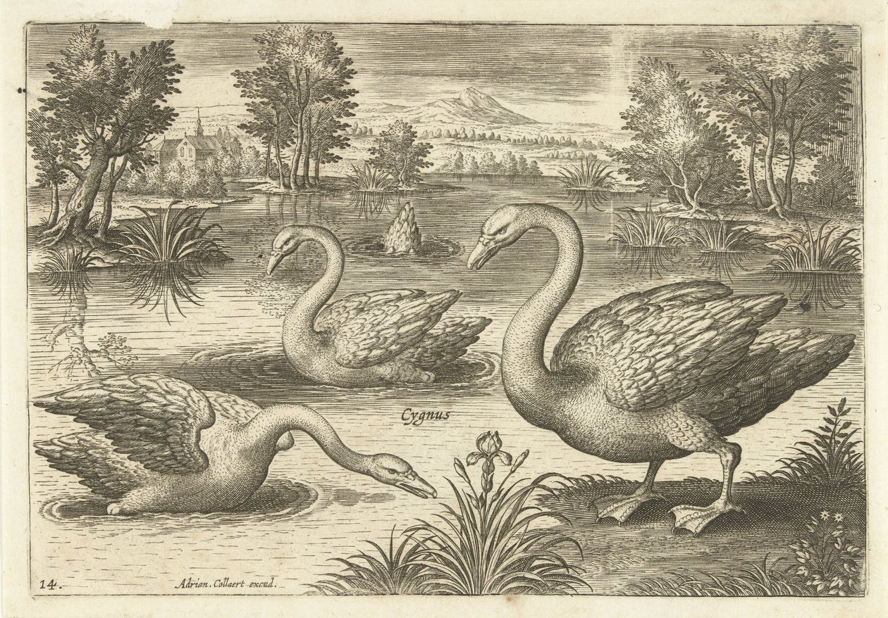 Drie zwanen in een vijver door Adriaen Collaert