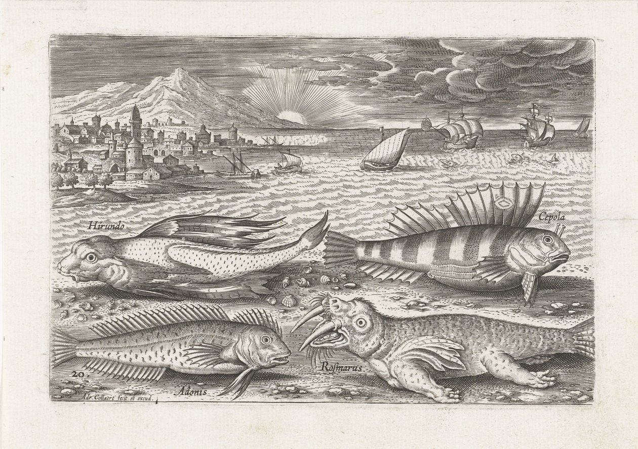 Enkele vissen en een walrus op het strand door Adriaen Collaert