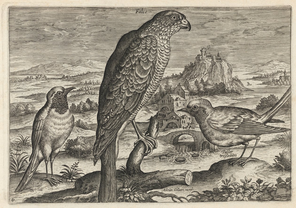 Valk en roodborstje of roodstaart door Adriaen Collaert