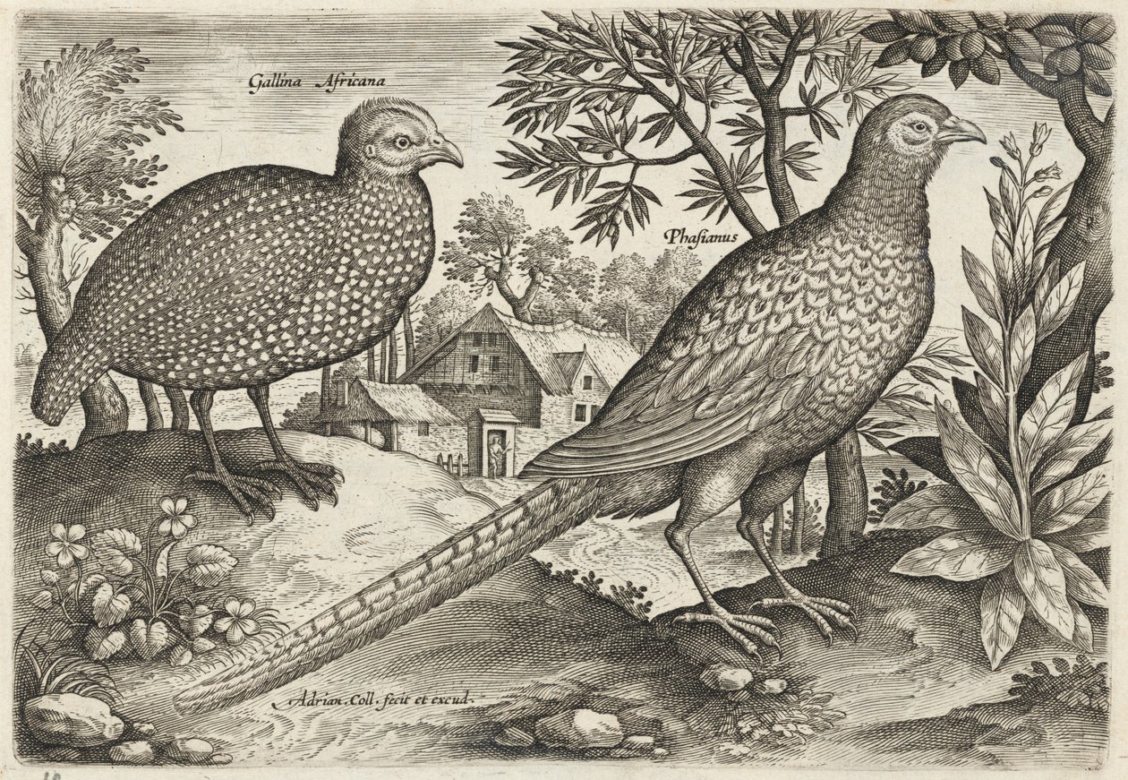Parelhoen en fazant door Adriaen Collaert