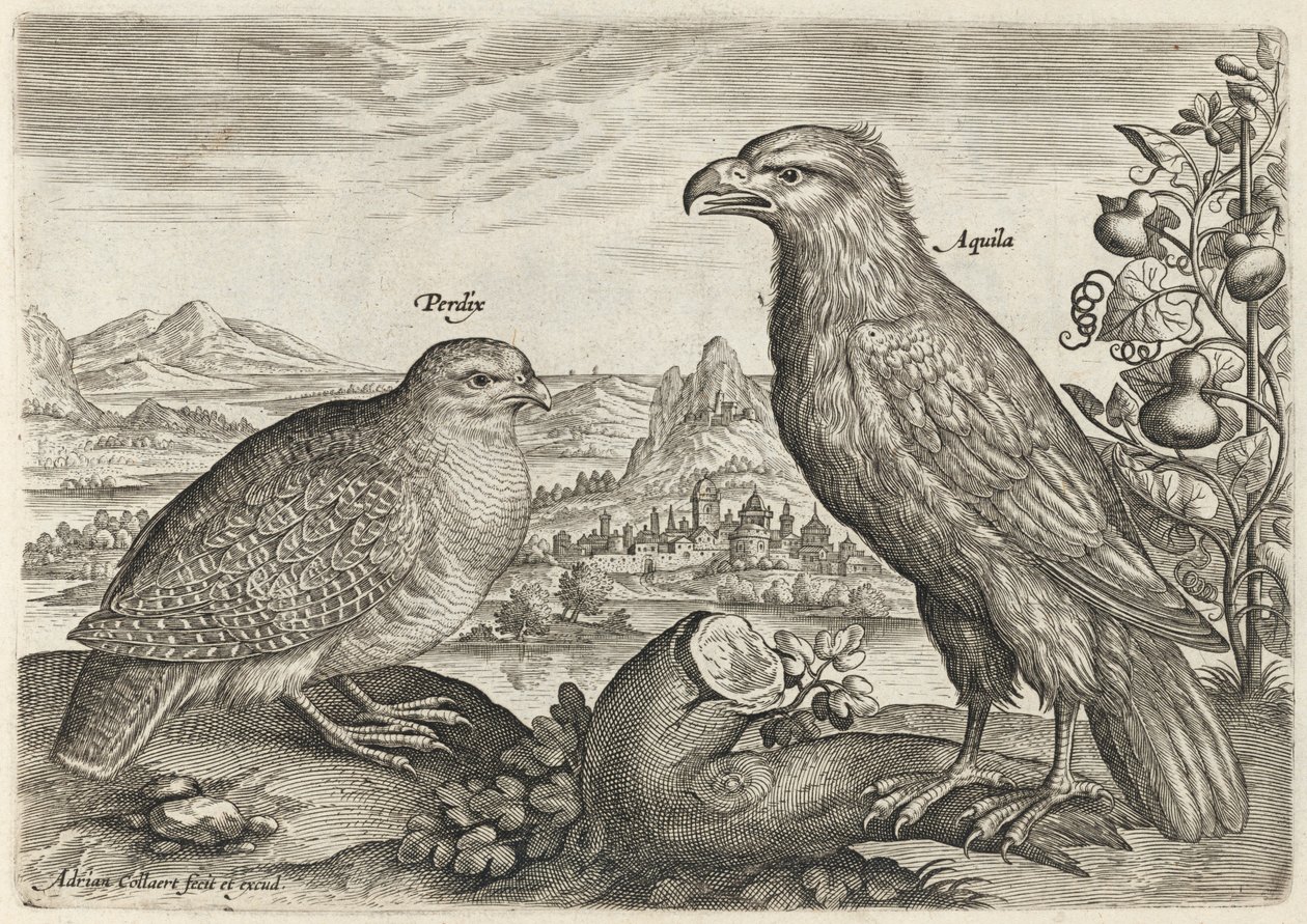 Patrijs en adelaar door Adriaen Collaert