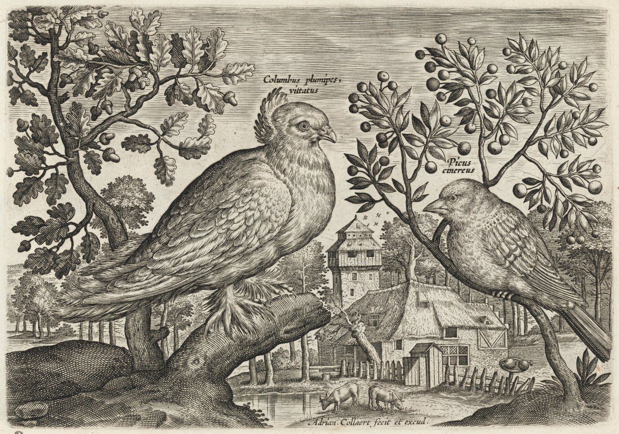 Duif en vink door Adriaen Collaert