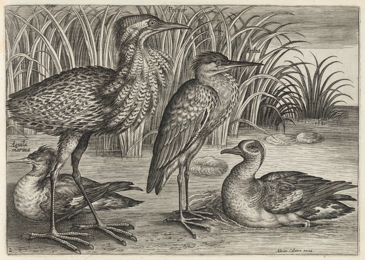 Zaagbek, roerdomp, reiger en taling door Adriaen Collaert