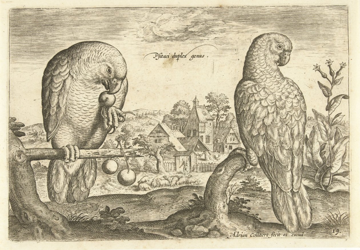 Twee papegaaien in een landschap door Adriaen Collaert