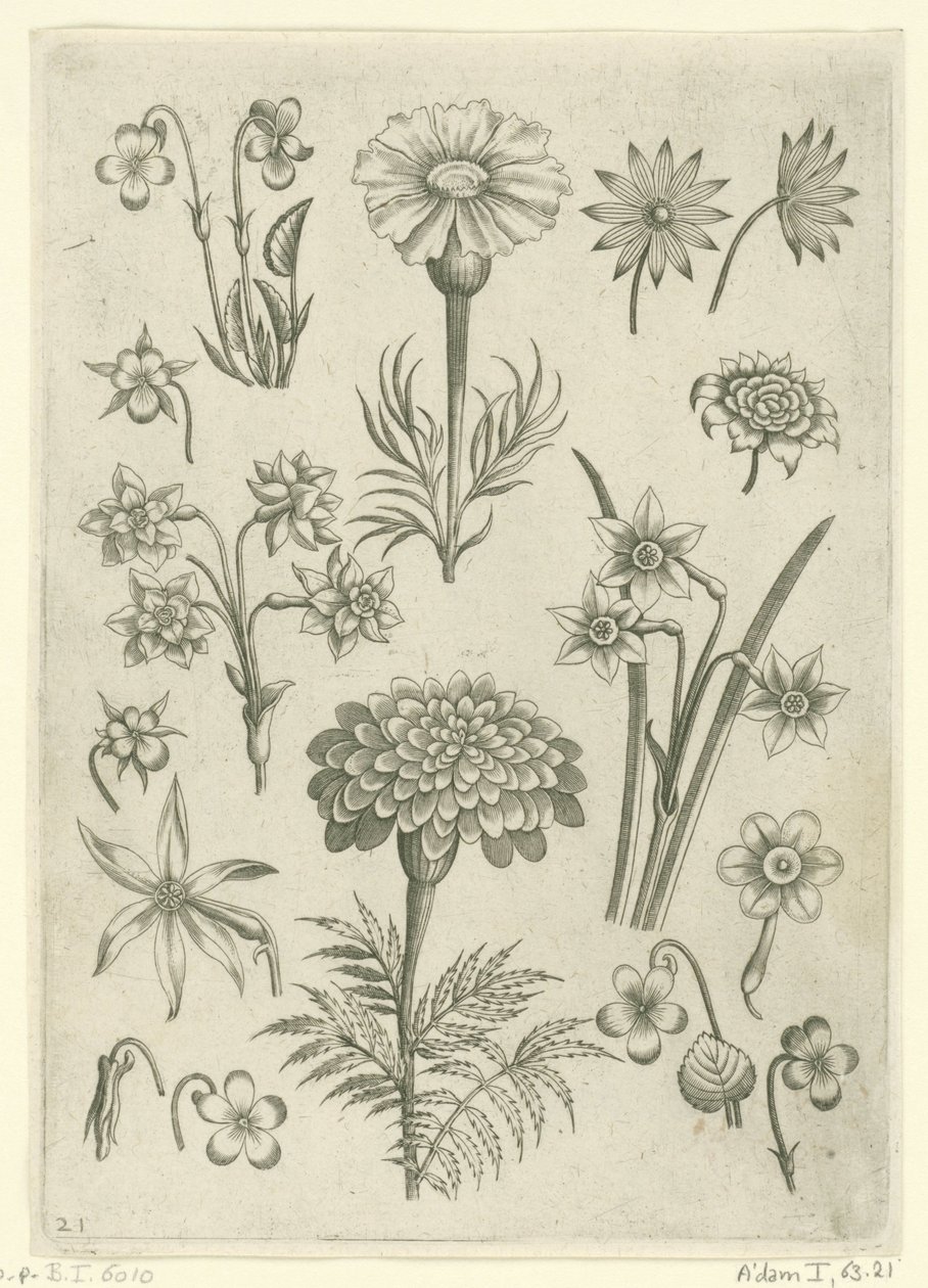 Verschillende bloemen, viooltjes en narcissen door Adriaen Collaert