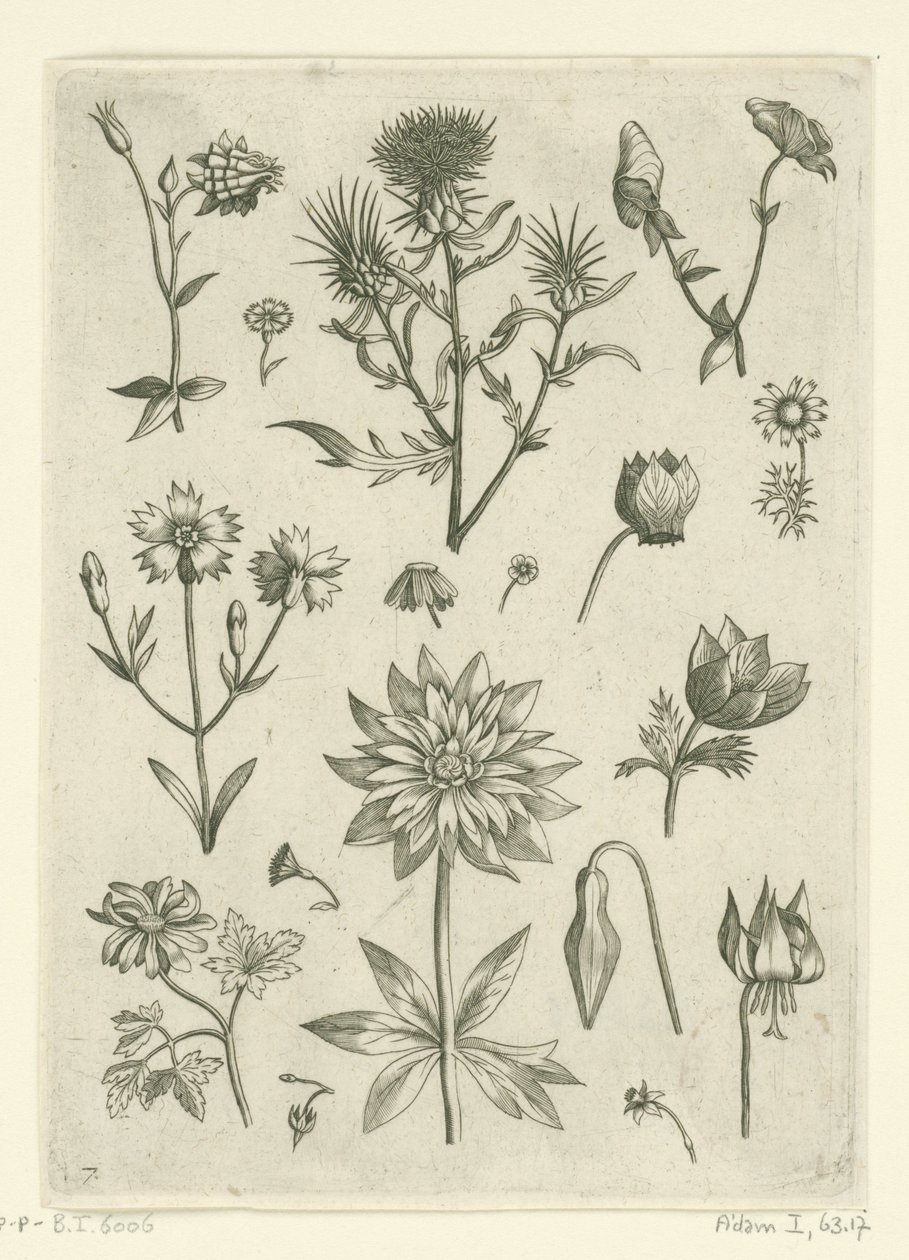 Verschillende bloemen, waaronder akelei en cyclaam (Florilegium) door Adriaen Collaert
