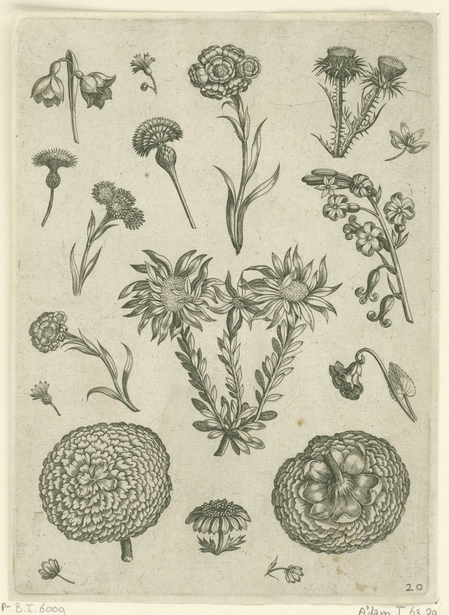 Verschillende bloemen, waaronder chrysant en distel door Adriaen Collaert