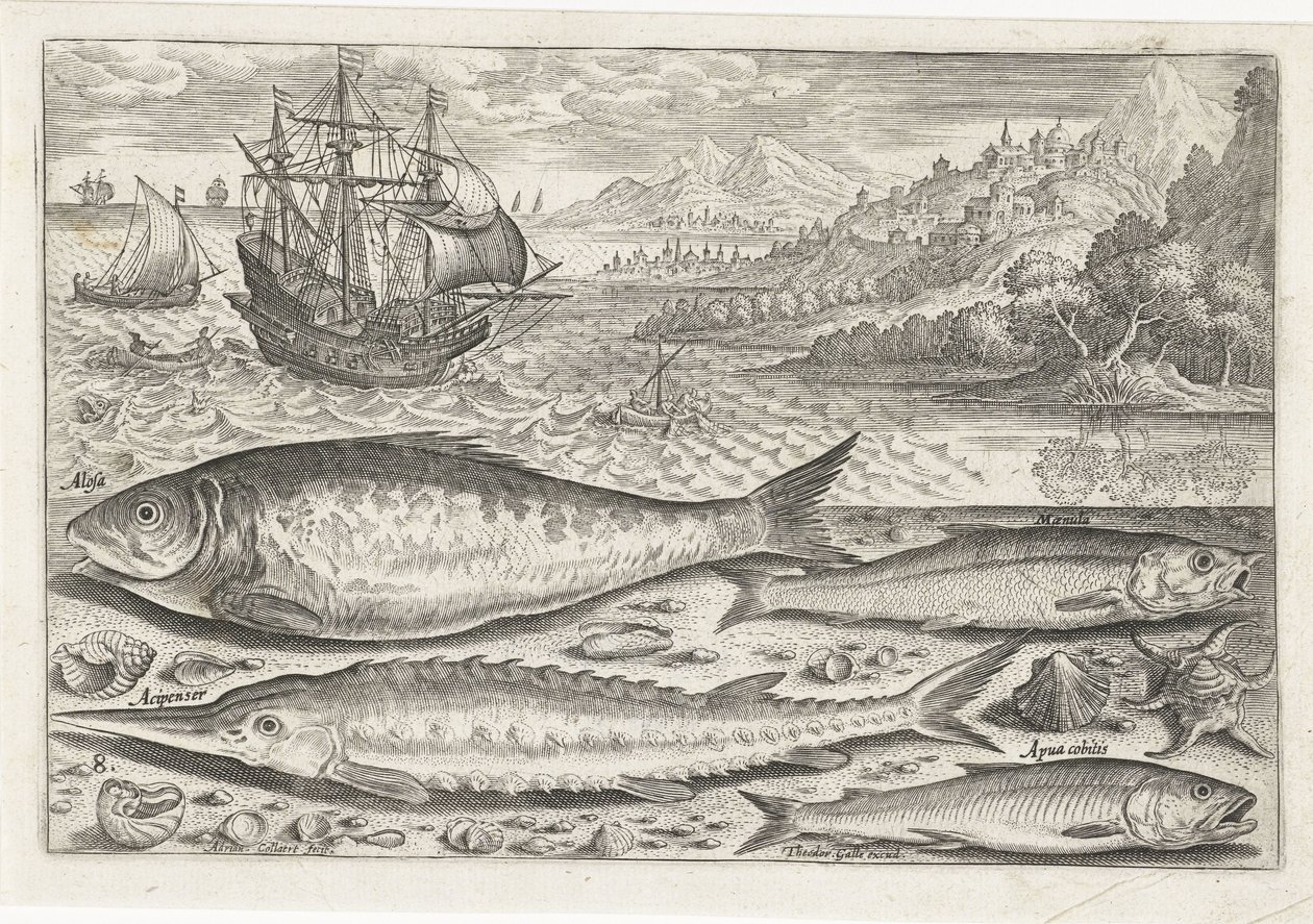 Vier vissen op het strand door Adriaen Collaert