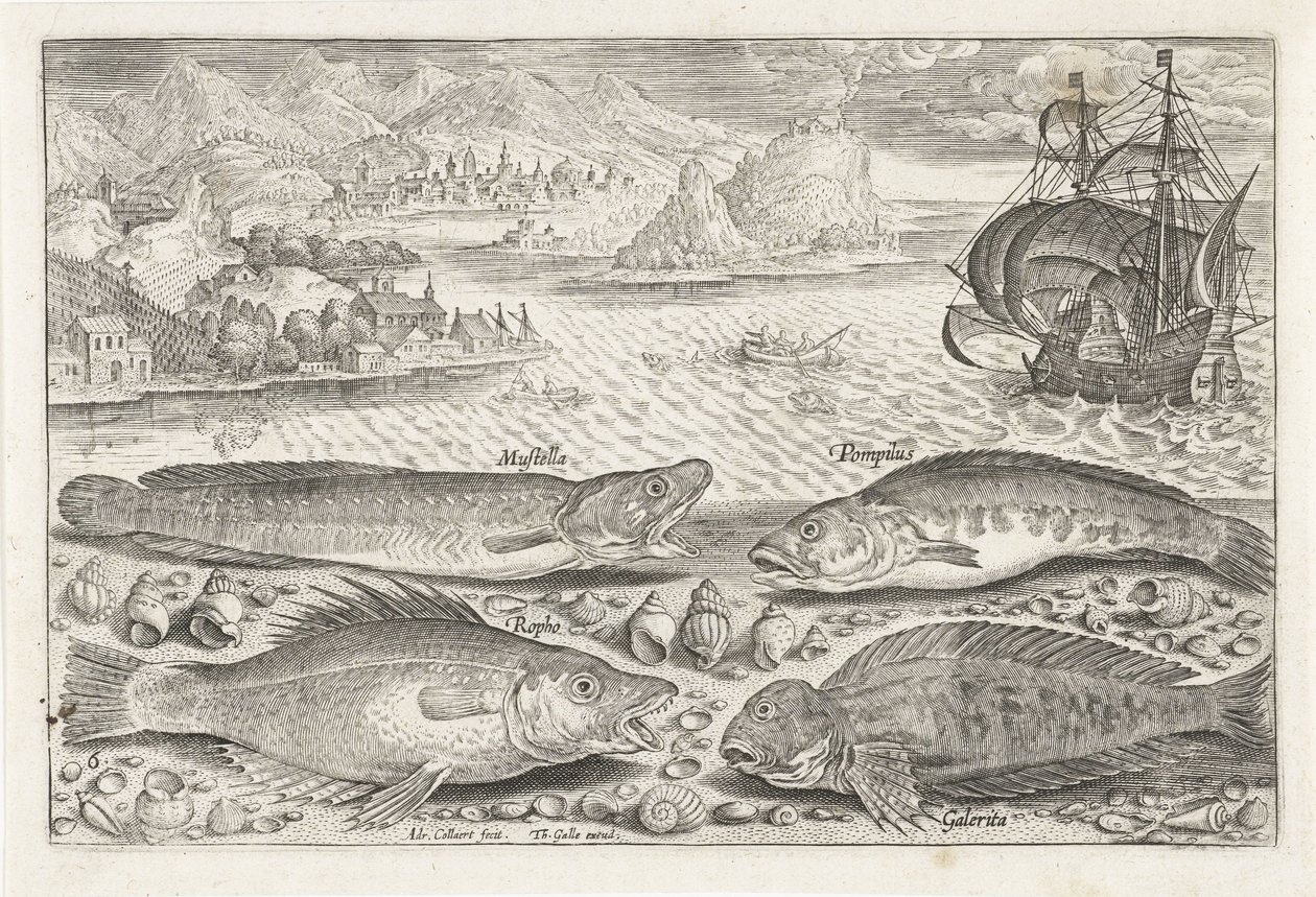 Vier vissen op het strand Vissen Piscivm vivae icones door Adriaen Collaert