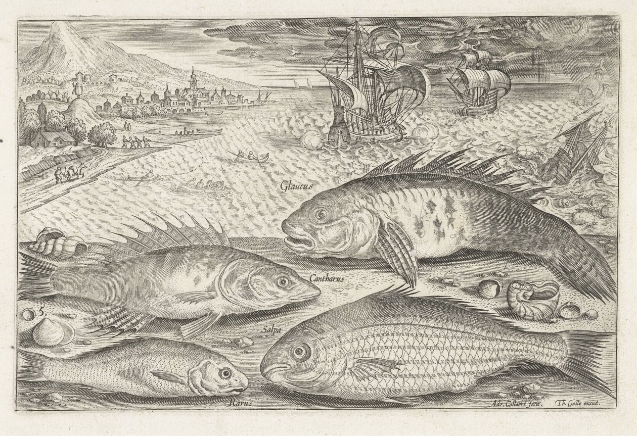 Vier vissen op het strand door Adriaen Collaert