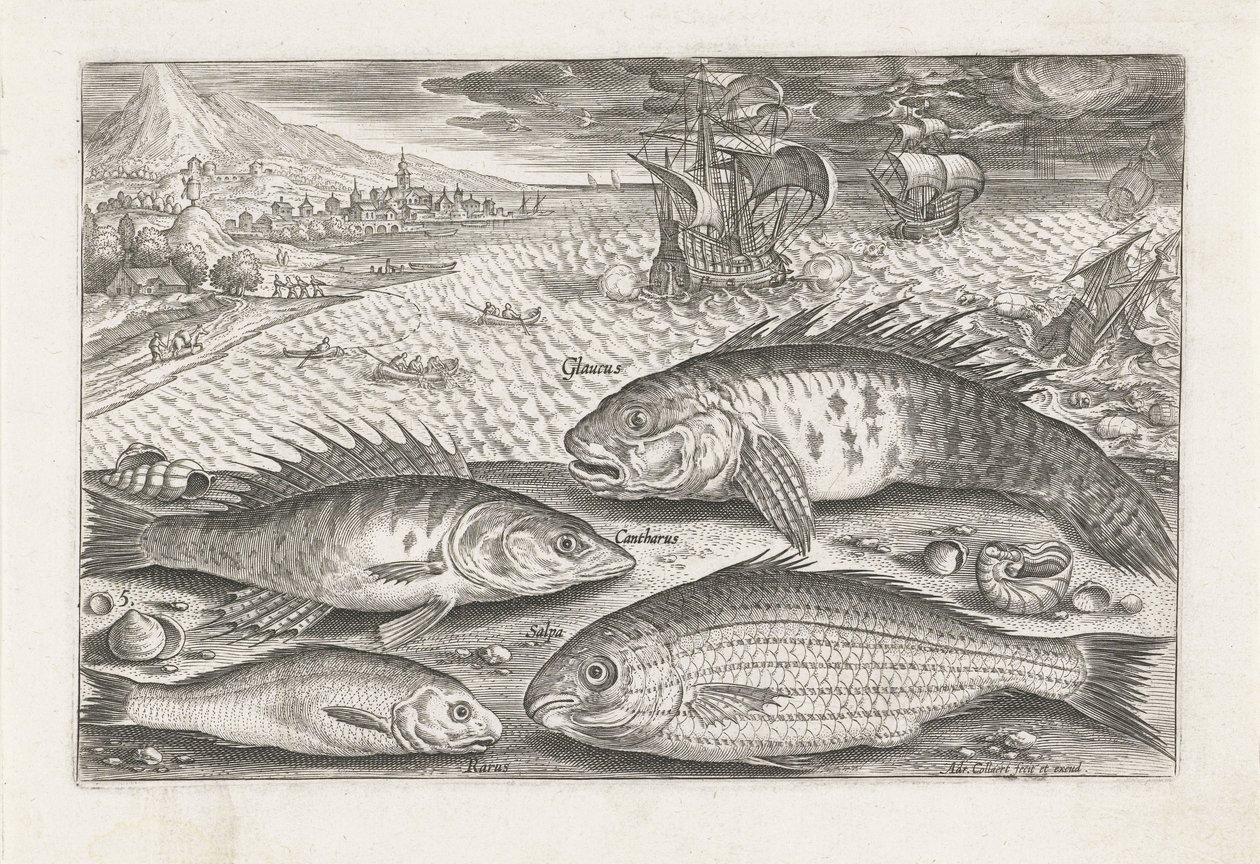 Vier vissen op het strand door Adriaen Collaert