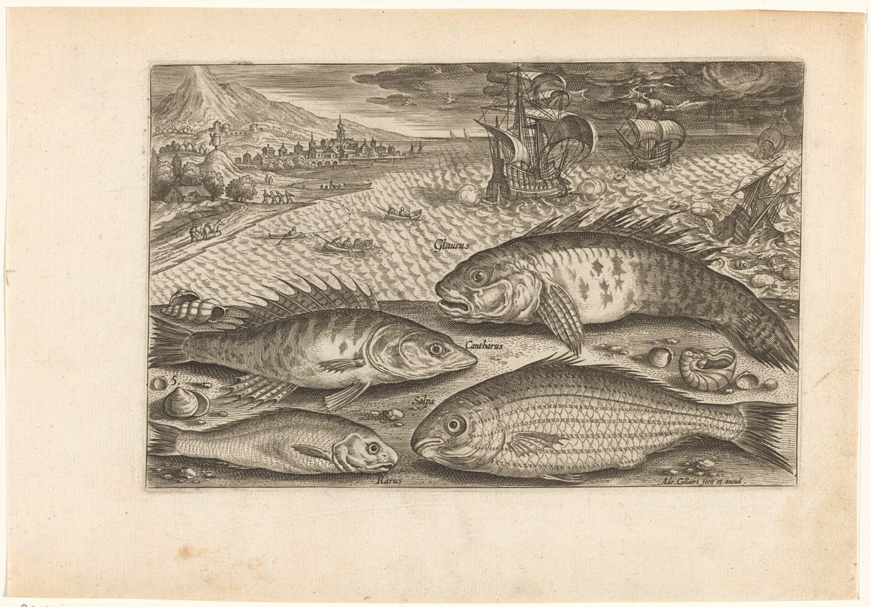 Vier vissen op het strand Vissen (serie titel) Piscivm vivae icones (serie titel) door Adriaen Collaert
